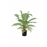 Fougere arborescente Dicksonia 100cm de Plantes Silence ça pousse dans Plantes à petits fruits (kiwi, myrtilles, groseilles, ...