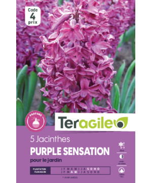Tulipes menton calibre 12/+ x10 de Teragile - produits pour le jardin dans Tulipe en bulbes