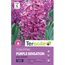 Tulipes menton calibre 12/+ x10 de Teragile - produits pour le jardin dans Tulipe en bulbes