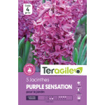 Tulipes menton calibre 12/+ x10 de Teragile - produits pour le jardin dans Tulipe en bulbes