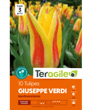 Tulipes gavota  calibre 12/+ x10 de Teragile - produits pour le jardin dans Tulipe en bulbes