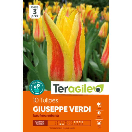 Tulipes gavota  calibre 12/+ x10 de Teragile - produits pour le jardin dans Tulipe en bulbes