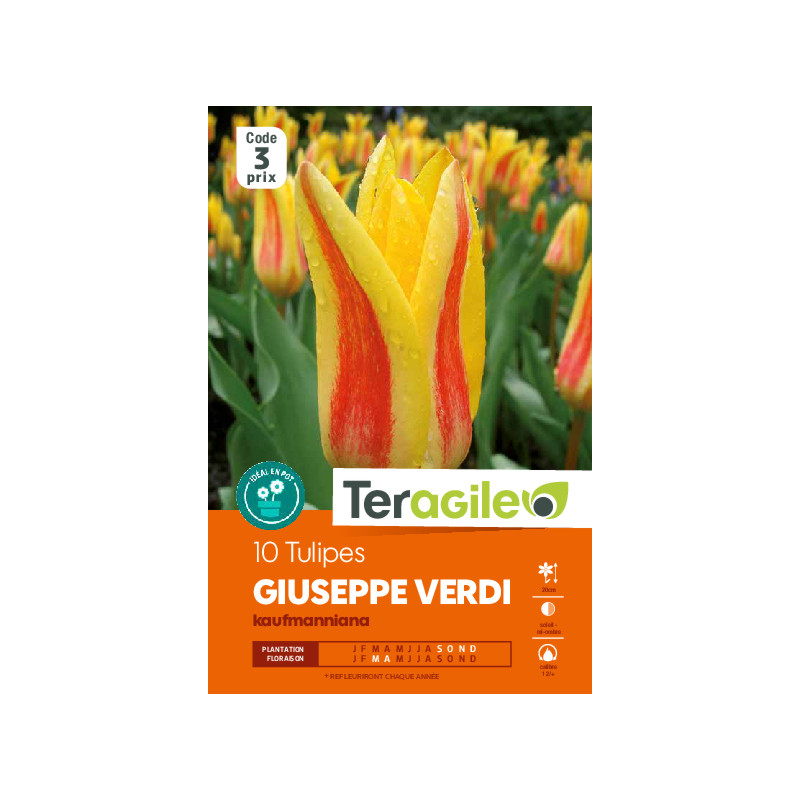Tulipes gavota  calibre 12/+ x10 de Teragile - produits pour le jardin dans Tulipe en bulbes