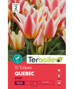 Tulipes elegant lady  calibre 12/+ x10 de Teragile - produits pour le jardin dans Tulipe en bulbes