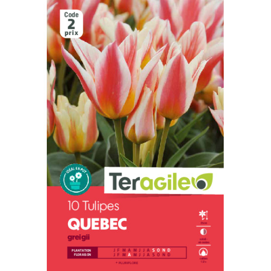 Tulipes elegant lady  calibre 12/+ x10 de Teragile - produits pour le jardin dans Tulipe en bulbes