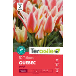 Tulipes elegant lady  calibre 12/+ x10 de Teragile - produits pour le jardin dans Tulipe en bulbes