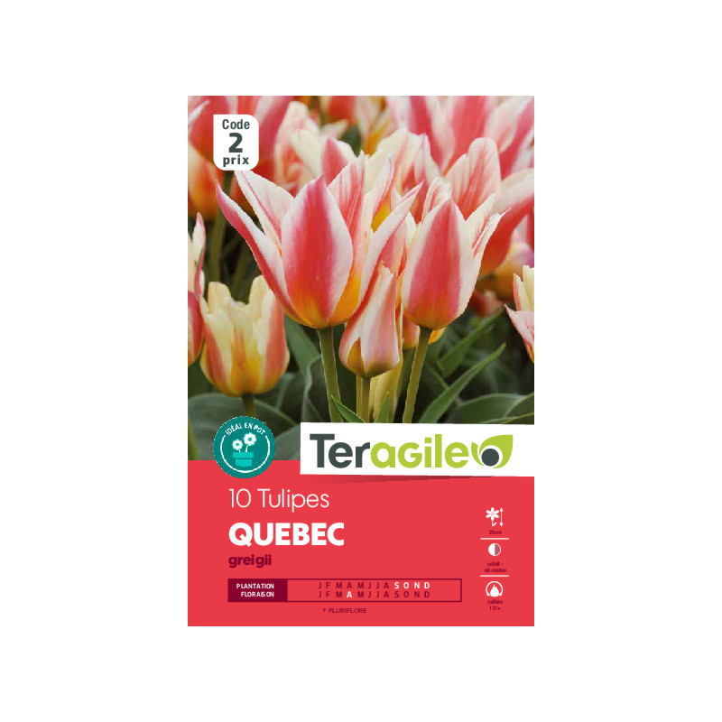 Tulipes elegant lady  calibre 12/+ x10 de Teragile - produits pour le jardin dans Tulipe en bulbes