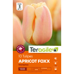 Muscaris latifolium - 25 bulbes à planter de Teragile - produits pour le jardin dans Muscari en bulbes