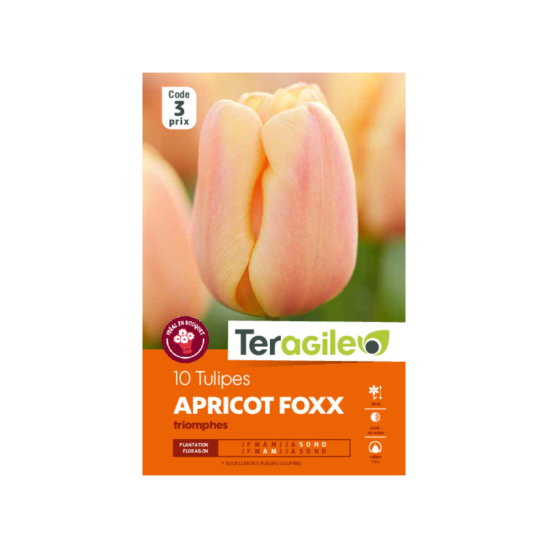 Muscaris latifolium - 25 bulbes à planter de Teragile - produits pour le jardin dans Muscari en bulbes