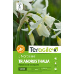 Anemones the bride - 15 bulbes à planter de Teragile - produits pour le jardin dans Anémone en bulbes