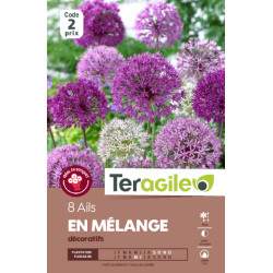 Tulipes brisbane calibre 11/+ x8 de Teragile - produits pour le jardin dans Tulipe en bulbes