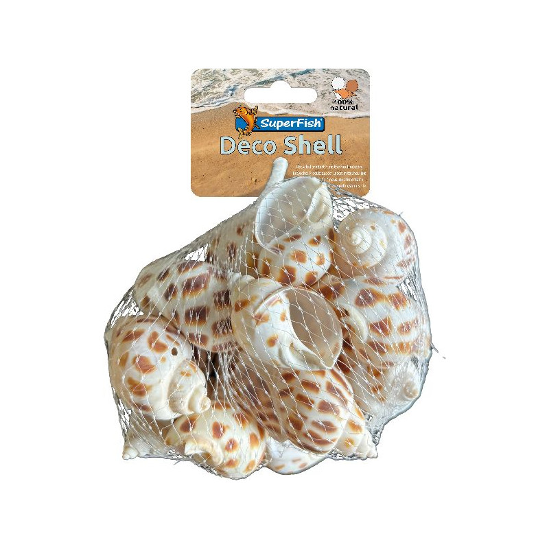 20 Coquillages Spirale Naturels Pour Aquarium Et Décoration - Petites Coques Pour Terrarium, DIY, Artisanat