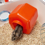 Cage combi 1 - hamster de Ferplast - cage pour oiseaux et rongeurs dans Cages pour rongeurs