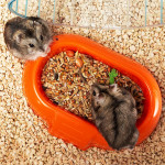 Cage combi 1 - hamster de Ferplast - cage pour oiseaux et rongeurs dans Cages pour rongeurs