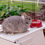 Cage lapin krolik 140 plus de Ferplast - cage pour oiseaux et rongeurs dans Cages pour rongeurs