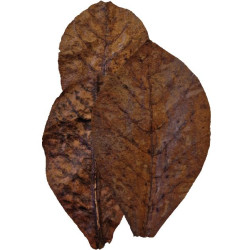 Colombo feuille de catappa 10pcs de Superfish - Aquadistri - accessoires pour aquarium et bassin dans Equilibre de l'eau de l...