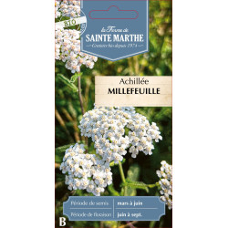 Achillee millefeuille bio - ferme sainte marthe de La Ferme de Sainte Marthe - Graines BIO dans Graines de fleurs en A