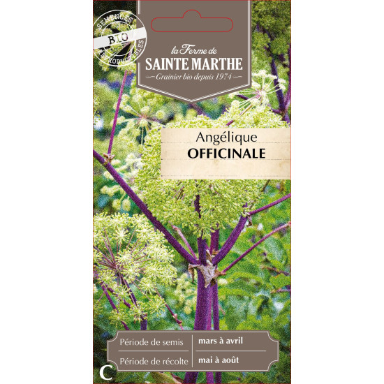 Angelique offinale bio - ferme sainte marthe de La Ferme de Sainte Marthe - Graines BIO dans Graines de plantes aromatiques