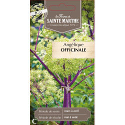 Angelique offinale bio - ferme sainte marthe de La Ferme de Sainte Marthe - Graines BIO dans Graines de plantes aromatiques