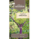 Angelique offinale bio - ferme sainte marthe de La Ferme de Sainte Marthe - Graines BIO dans Graines de plantes aromatiques