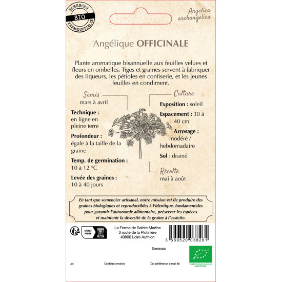Angelique offinale bio - ferme sainte marthe de La Ferme de Sainte Marthe - Graines BIO dans Graines de plantes aromatiques
