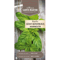 Basilic geant monstueux mammout -sainte marthe de La Ferme de Sainte Marthe - Graines BIO dans Graines de Basilic