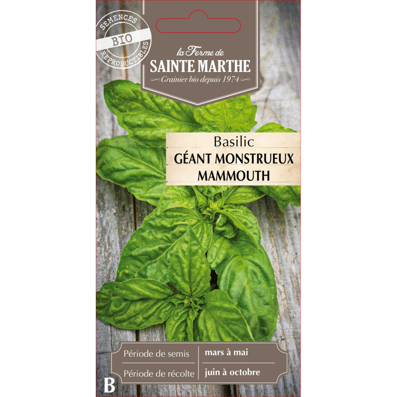 Basilic geant monstueux mammout -sainte marthe de La Ferme de Sainte Marthe - Graines BIO dans Graines de Basilic