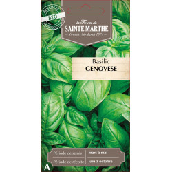 Basilic genovese bio - ferme sainte marthe de La Ferme de Sainte Marthe - Graines BIO dans Graines de Basilic