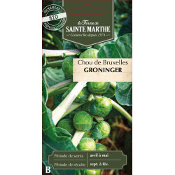 Chou de bruxelles groninger bio - sainte marthe de La Ferme de Sainte Marthe - Graines BIO dans Graines de Chou