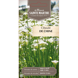Ciboule de chine bio - ferme sainte marthe de La Ferme de Sainte Marthe - Graines BIO dans Graines de Ciboulette - Ciboule
