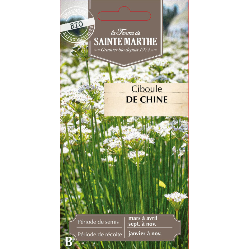 Ciboule de chine bio - ferme sainte marthe de La Ferme de Sainte Marthe - Graines BIO dans Graines de Ciboulette - Ciboule