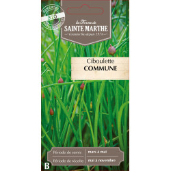 Ciboulette commune bio - ferme sainte marthe de La Ferme de Sainte Marthe - Graines BIO dans Graines de Ciboulette - Ciboule