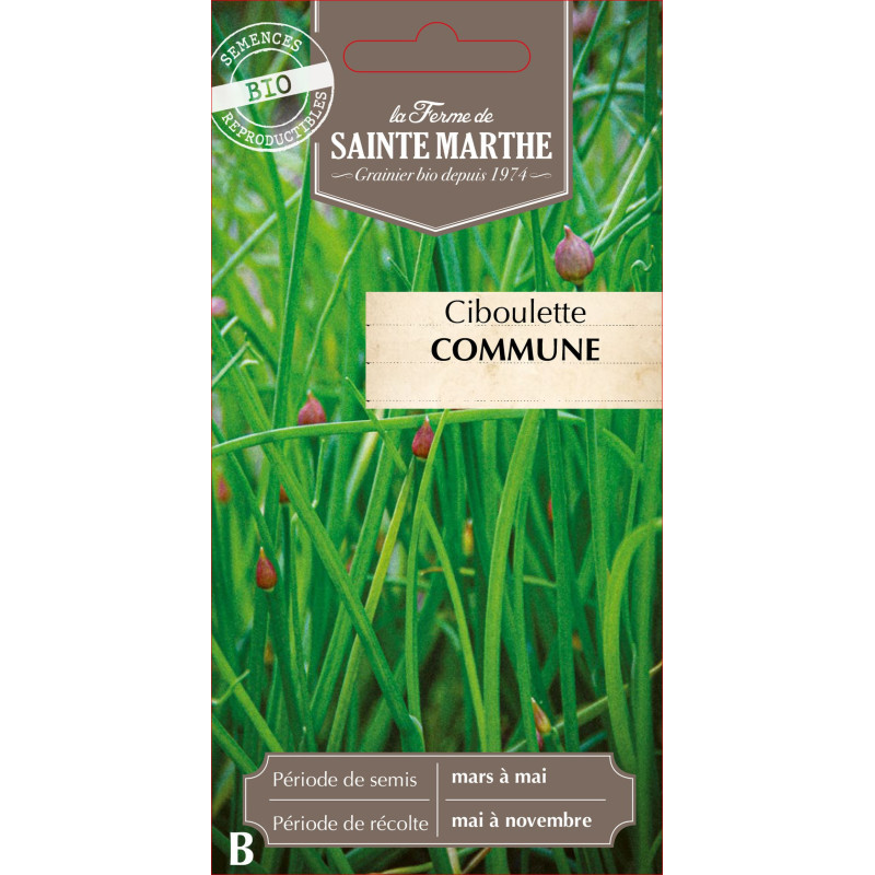 Ciboulette commune bio - ferme sainte marthe de La Ferme de Sainte Marthe - Graines BIO dans Graines de Ciboulette - Ciboule