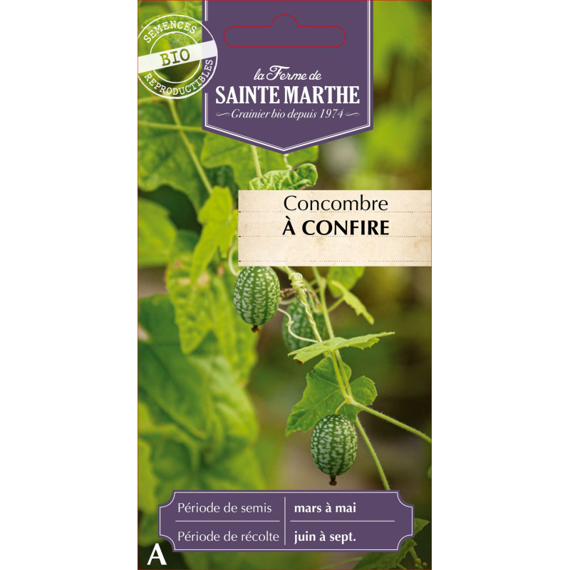 Concombre a confire bio - ferme sainte marthe de La Ferme de Sainte Marthe - Graines BIO dans Graines de Concombre