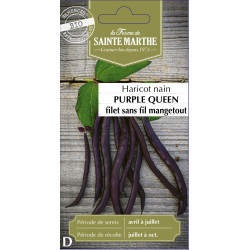 Haricot nain mangt purple queen -sainte marthe de La Ferme de Sainte Marthe - Graines BIO dans Graines de Haricot