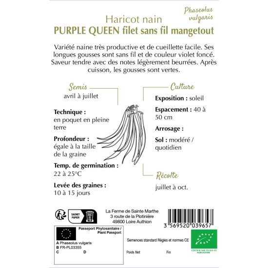 Haricot nain mangt purple queen -sainte marthe de La Ferme de Sainte Marthe - Graines BIO dans Graines de Haricot