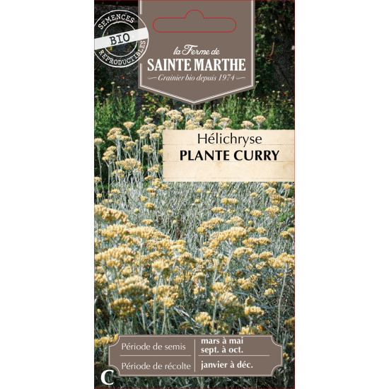 Helichryse plante curry bio -ferme sainte marthe de La Ferme de Sainte Marthe - Graines BIO dans Graines d'autres aromatiques