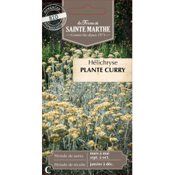 Helichryse plante curry bio -ferme sainte marthe de La Ferme de Sainte Marthe - Graines BIO dans Graines d'autres aromatiques