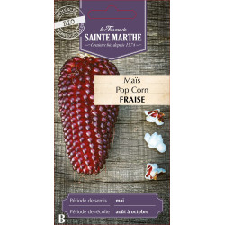 Mais fraise bio - ferme sainte marthe de La Ferme de Sainte Marthe - Graines BIO dans Graines de Maïs
