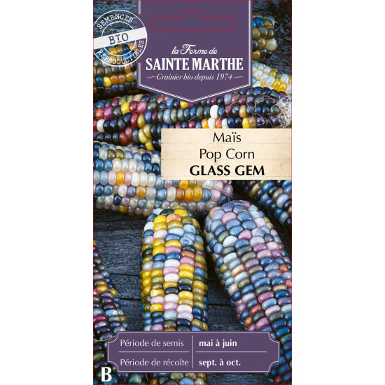 Mais pop corn glass gem bio -ferme sainte marthe de La Ferme de Sainte Marthe - Graines BIO dans Graines de Maïs