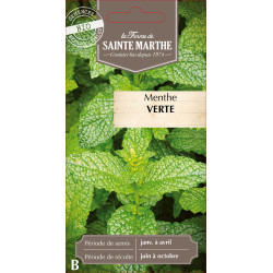 Menthe verte bio - ferme sainte marthe de La Ferme de Sainte Marthe - Graines BIO dans Graines de Menthe