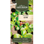 Pourpier dore bio - ferme sainte marthe de La Ferme de Sainte Marthe - Graines BIO dans Graines de Salade - Laitue