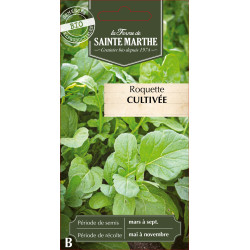 Roquette cultivee bio - ferme sainte marthe de La Ferme de Sainte Marthe - Graines BIO dans Graines de Roquette