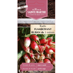 Ruban radis flamboyant race pa bio -sainte marth de La Ferme de Sainte Marthe - Graines BIO dans Graines de Radis
