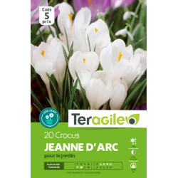 Crocus jeanne d'arc - 20 bulbes à planter de Teragile - produits pour le jardin dans Crocus en bulbes