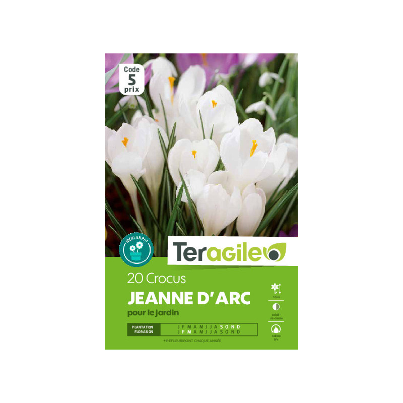 Crocus jeanne d'arc - 20 bulbes à planter de Teragile - produits pour le jardin dans Crocus en bulbes