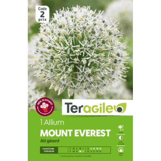 Alium mount everest - 1 bulbes à planter de Teragile - produits pour le jardin dans Allium en bulbes