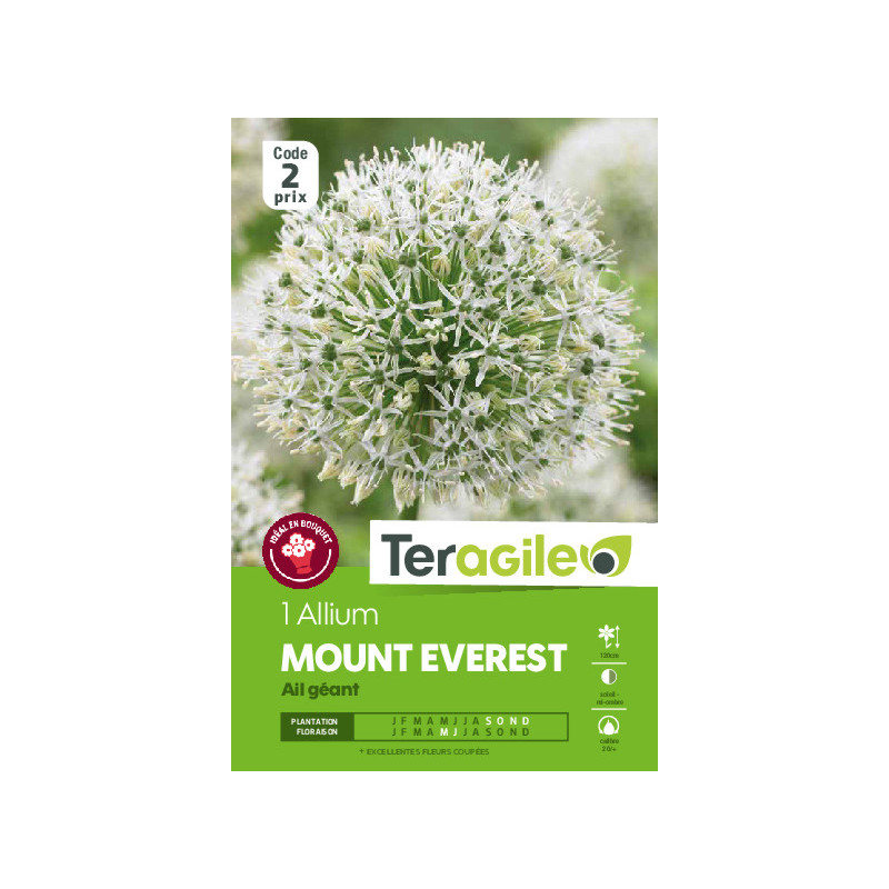 Alium mount everest - 1 bulbes à planter de Teragile - produits pour le jardin dans Allium en bulbes
