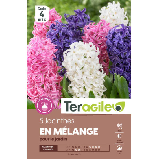 Jacinthes en melange - 5 bulbes à planter de Teragile - produits pour le jardin dans Jacinthe en bulbes