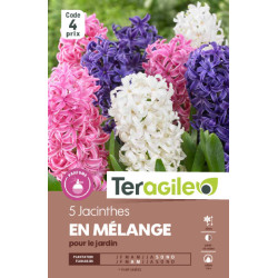 Jacinthes en melange - 5 bulbes à planter de Teragile - produits pour le jardin dans Jacinthe en bulbes